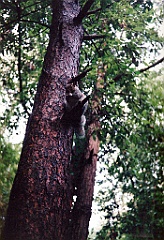 1996 - Angleterre 11